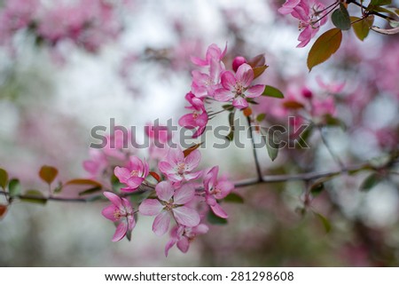 Blooming flowers of purple apple-tree