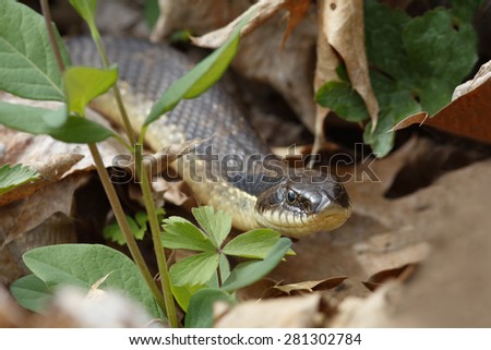Eastern Hog-nosed Snake (Heterodon platirhinos) - Grand Bend, Ontario, Canada