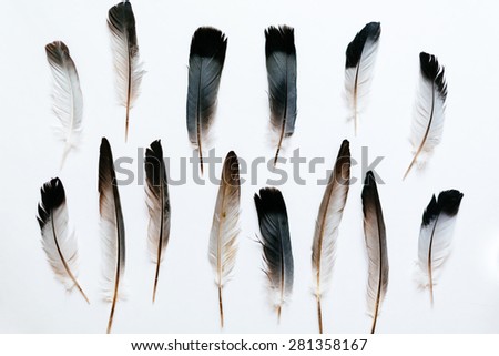 Feathers of the bird  Royalty-Free Stock Photo #281358167