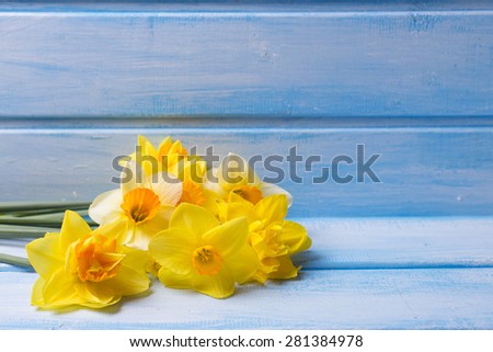 Bright yellow  daffodils  flowers  on blue  painted wooden background. Selective focus. Place for text. 