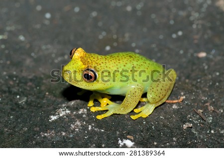 Colorful frog from Venezuela, found on the ground in Canaima National Park