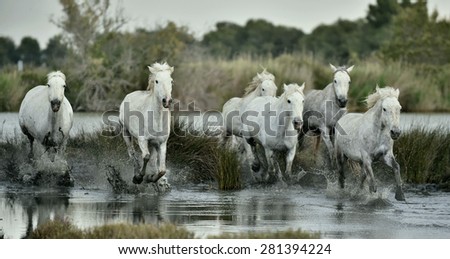 Herd of white horses running through water
