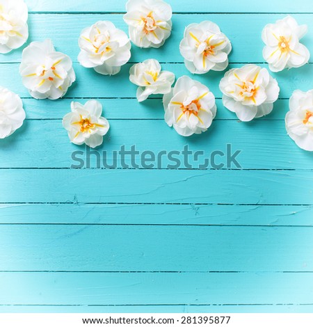 Fresh  spring  white narcissus as a border  on green painted  wooden background. Selective focus. Square image. 

