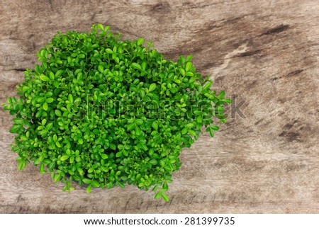 old wooden background and green leaves 