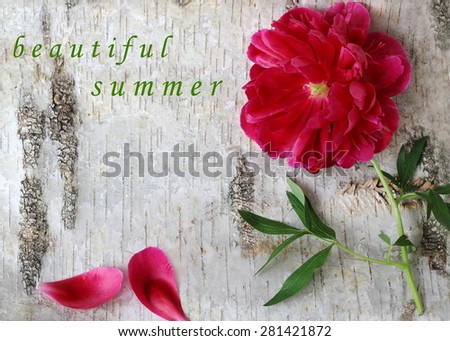 Floral greeting - background with text "beautiful summer". Red peonia flower on a wooden background (birch bark).