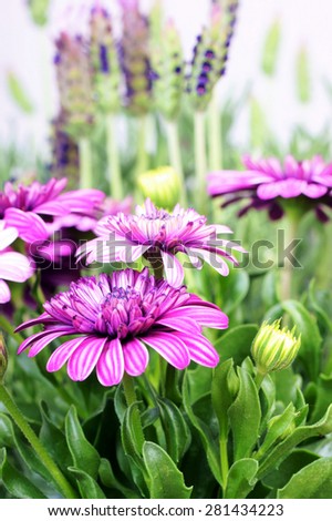 Close-up of blooming flowers-Osteospermum.
