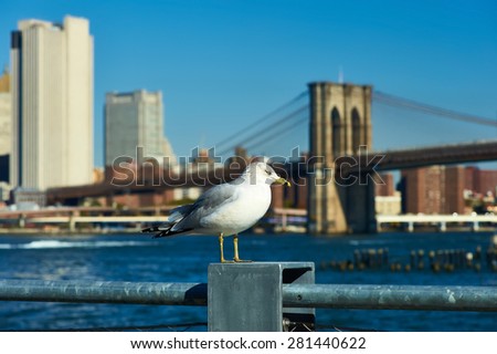 Seagull with Manhattan skyline and Brooklyn bridge in background, New York City. 
