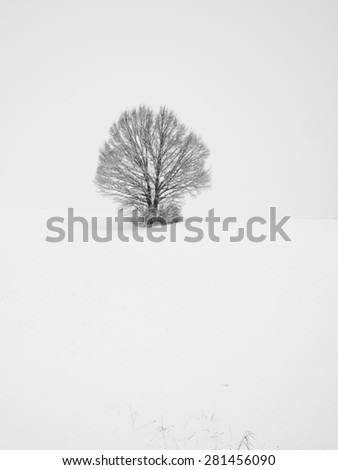 lonely tree in winter season