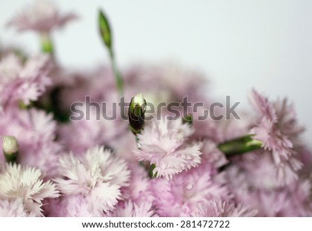 Purple carnations