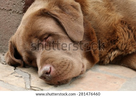 Brow Labrador sleeping