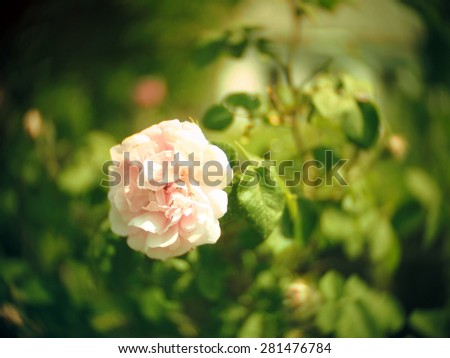 Beautiful background with peonies / romantic card with peony. Soft focus. Retro style photo. 