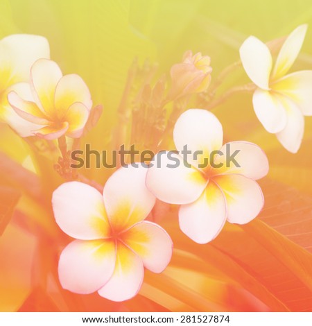 Frangipani flowers in pastel style.