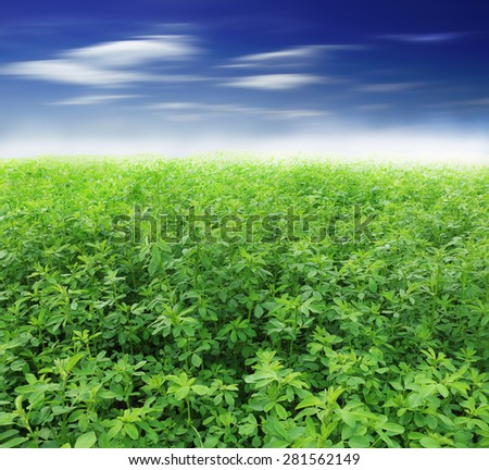 Picture of green clover field