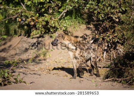 A spotted hyena stands alert against a backdrop of greenery along a dry riverbank.