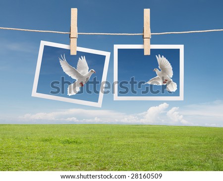 two  instant photos of dove hanging on clothesline