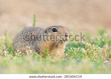 Ground Squirrel (Spermophilus citellus)