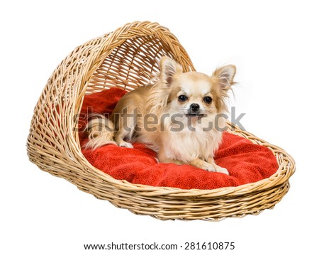 Long Hair chihuahua lying and sitting on red pillow