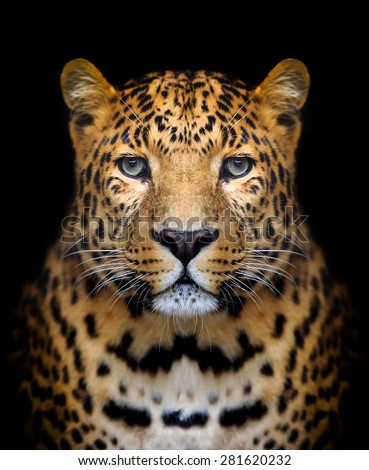 Close-up leopard portrait on dark background Royalty-Free Stock Photo #281620232