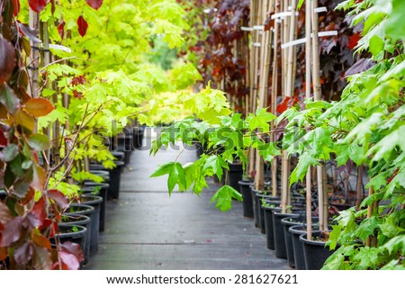 Rows of young maple trees in plastic pots on plant nursery Royalty-Free Stock Photo #281627621