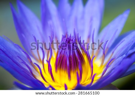 Closeup purple lotus