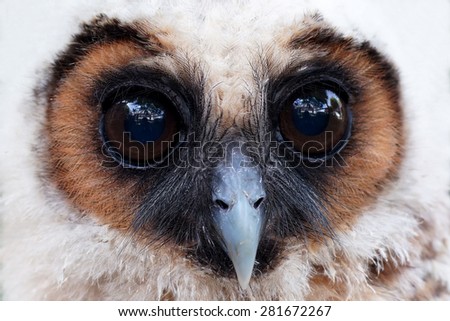 closeup of  ural owl or strix uralensis bird