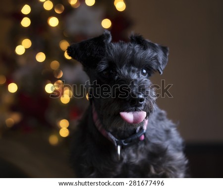 Black schnauzer getting Christmas picture and sticking tongue out at the camera  