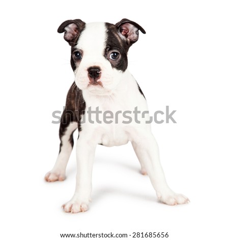 Cute little seven week old Boston Terrier puppy standing on a white background and looking forward at the camera