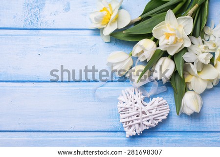 Fresh  spring white tulips and narcissus flowers  and decorative heart on blue  painted wooden background. Selective focus. Place for text.
