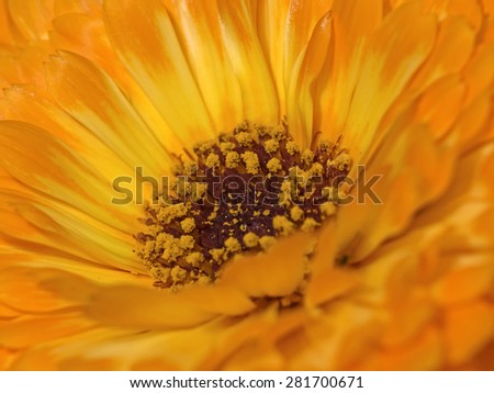 Pot marigold, Orange Ringelblume (Calendula officinalis)