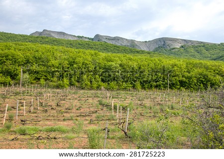 The image of the young spring grape fields in a mountain valley in the background of the Crimean mountain range. Plantation of grapes, rural picturesque natural landscape. selective Focus