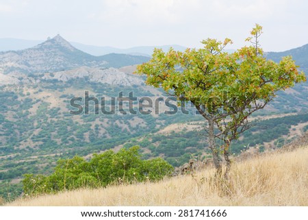 little green tree on a hillside Blend