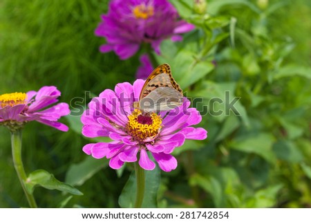 beautiful butterfly sitting on a flower in spring garden