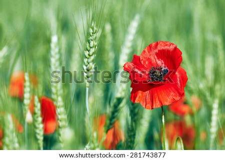Beautiful summer poppy in a field of wheat