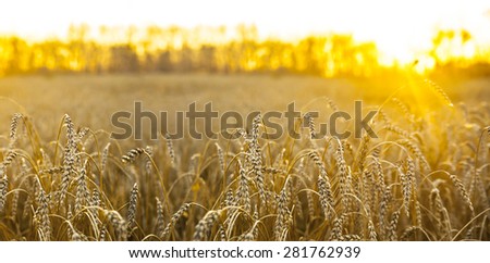 backdrop of ripening ears of yellow wheat field on the sunset cloudy orange sky background Copy space of the setting sun rays on horizon in rural meadow Close up nature photo Idea of a rich harvest