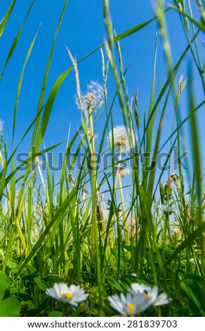 picture shows the nature dandelions in gras by blue sky