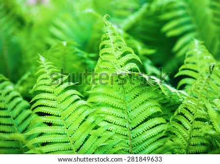 Bright fresh green fern leaves. Shallow depth of field. Selective focus.