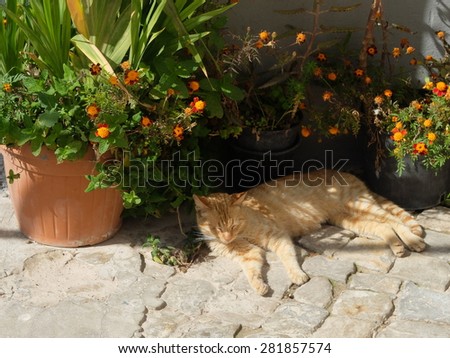 Cat napping in the sun Royalty-Free Stock Photo #281857574