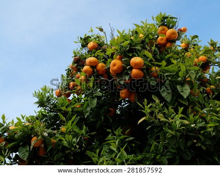 Orange tree Royalty-Free Stock Photo #281857592