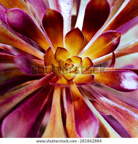 Succulent plant background. Closeup of red succulent plant leaves. Royalty-Free Stock Photo #281862884