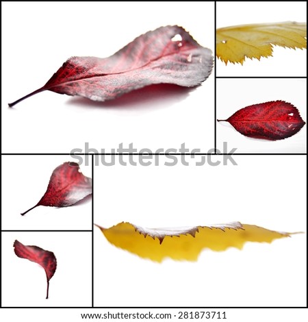 Collage  picture of Autumn leaves