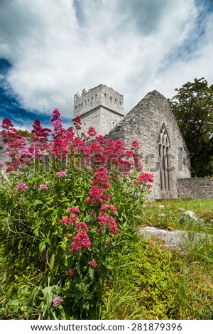 Wild flowers growing in front of Muckross Abbey in county kerry, Ireland Royalty-Free Stock Photo #281879396