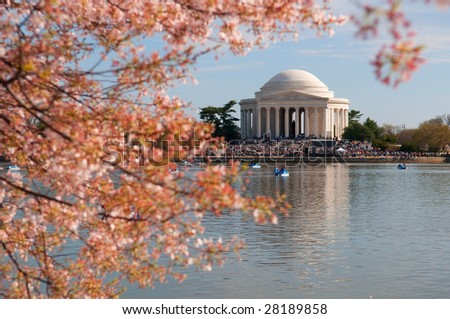Cherry Blossom in Washington DC, Jefferson Memorial in the background