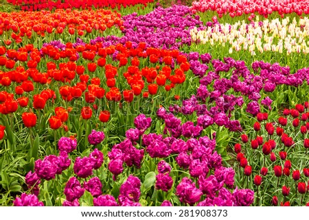 Tulip field - Keukenhof flower park, Holland, Netherlands