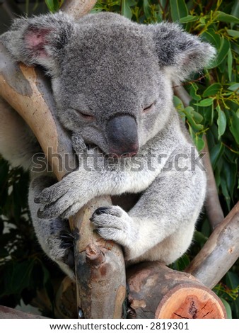koala up a tree Royalty-Free Stock Photo #2819301