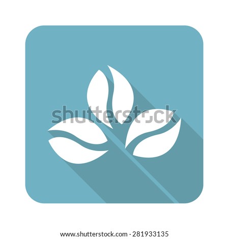 Square icon with image of three coffee beans, isolated on white