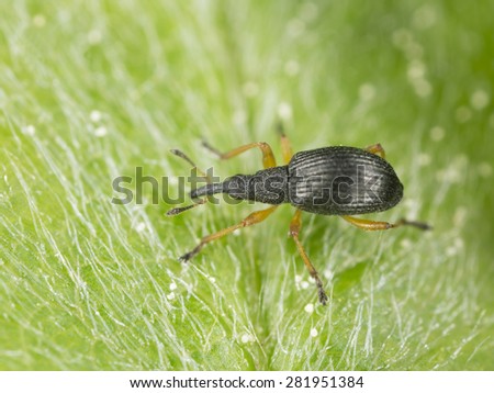 White-clover seed weevil, Protapion fulvipes on leaf