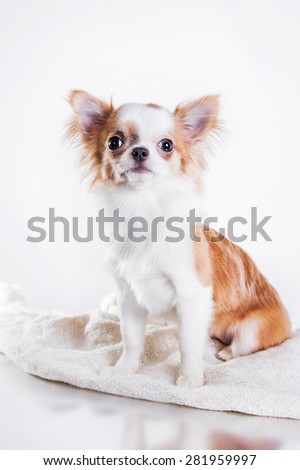 Chihuahua dog on a studio white background
