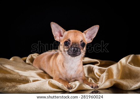 Chihuahua dog on a studio black background