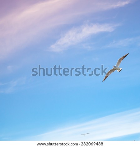 Seagulls flying on bright cloudy sky background, colorful tonal correction filter
