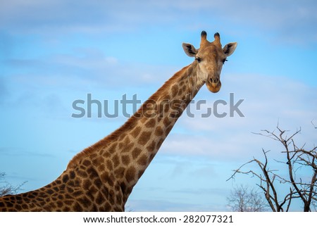 Giraffe Looking at Camera on Blue Background with Bold Colors